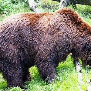 Eurasian brown bear (Ursus arctos arctos), 2020-06-20