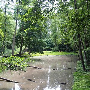 Eurasian brown bear exhibit, 2020-06-20