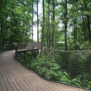 Viewing bridge Eurasian brown bear exhibit, 2020-06-20