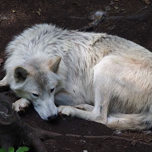 Hudson Bay wolf (Canis lupus hudsonicus), 2020-06-20