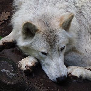 Hudson Bay wolf (Canis lupus hudsonicus), 2020-06-20