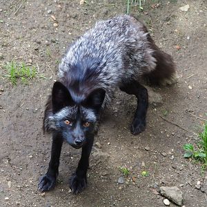 Silver red fox (Vulpes vulpes), 2020-06-20