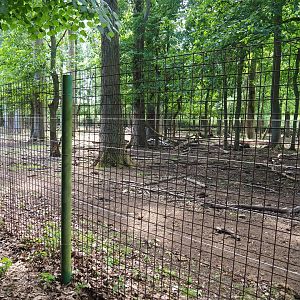 American wood bison paddock, 2020-06-20
