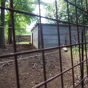 American wood bison barn, 2020-06-20
