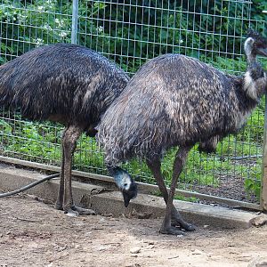 Emus (Dromaius novaehollandiae), 2020-06-20