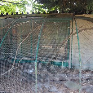 Black-cheeked lovebird aviary, 2020-06-20
