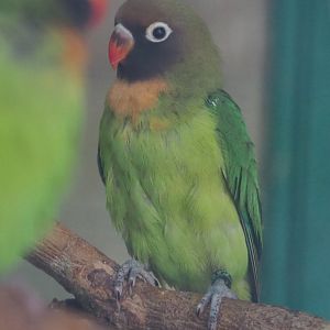 Black-cheeked lovebird (Agapornis nigrigenis), 2020-06-20