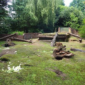 Crested porcupine exhibit, 2020-06-20