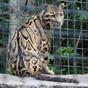Indochinese clouded leopard (Neofelis nebulosa nebulosa), 2020-06-20