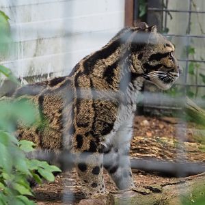 Indochinese clouded leopard (Neofelis nebulosa nebulosa), 2020-06-20