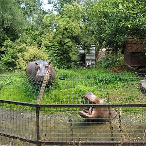 Infamous exhibit with plastic hippopotamus statues - Now home to a pair of European white storks, 2020-06-20