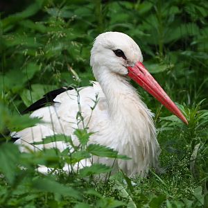 European white stork (Ciconia ciconia), 2020-06-20