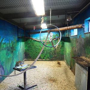 Indoor housing common squirrel monkeys, 2020-06-20
