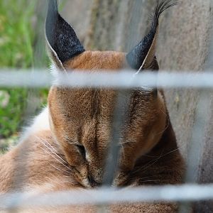 Caracal (Caracal caracal), 2020-06-20