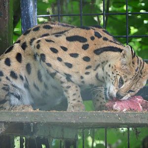 Serval (Leptailurus serval) eating lunch, 2020-06-20