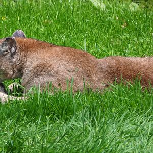 Mountain lion (Puma concolor), 2020-06-20