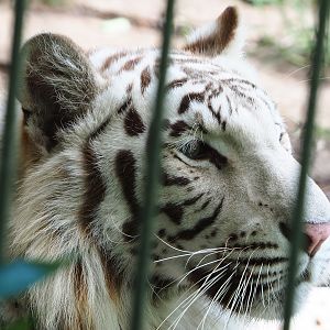 Non-subspecies-specific White tiger (Panthera tigris) Awi, 2020-06-20