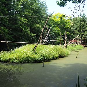 Lar gibbon island, 2020-06-20