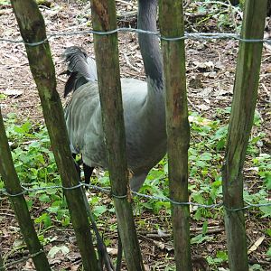 Eurasian crane (Grus grus grus), 2020-06-20