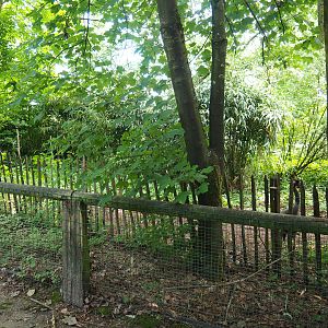 Eurasian crane exhibit, 2020-06-20