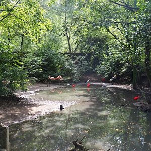 View in the large walk-through aviary, 2020-06-20