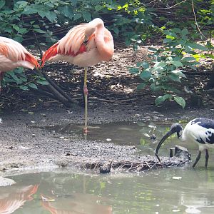 Birds of the large walk-through aviary (three species), 2020-06-20