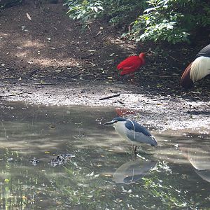 Birds of the large walk-through aviary (four species), 2020-06-20