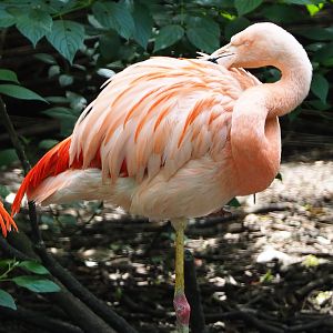 Chilean flamingo (Phoenicopterus chilensis), 2020-06-20