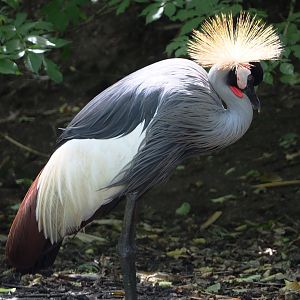 South African grey crowned crane (Balearica regulorum regulorum), 2020-06-20