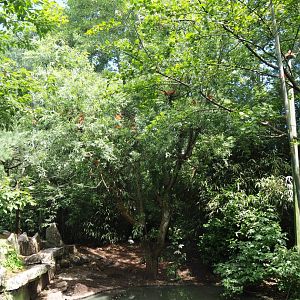 View in large walk-through aviary, 2020-06-20