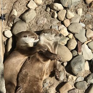 North American River Otters