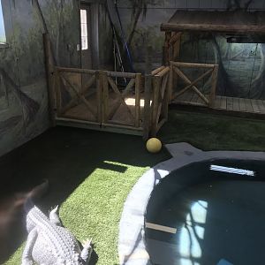 American alligator sunbathing