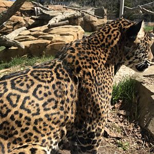 Inka the Jaguar