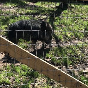 Chacoan peccary