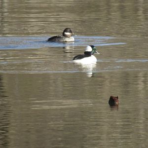 Buffleheads