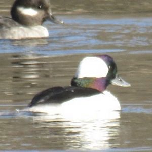 Buffleheads