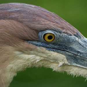 Goliath heron (Ardea goliath), 2014-03-30