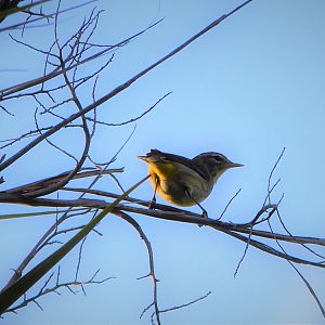 Yellow Palm Warbler