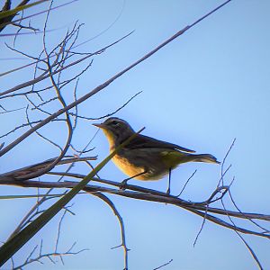 Yellow Palm Warbler