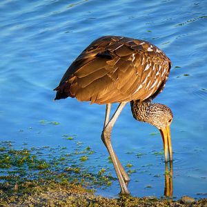Limpkin