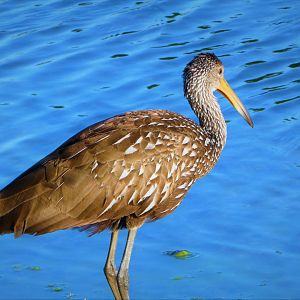 Limpkin