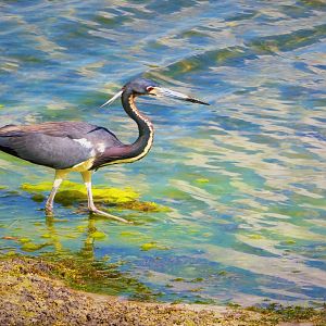 Tricolored Heron