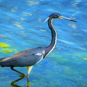 Tricolored Heron