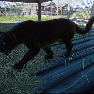 Melanistic Amur Leopard