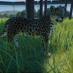 Amur Leopard