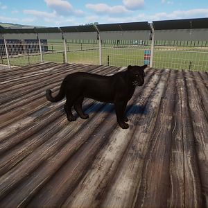 Melanistic Amur Leopard