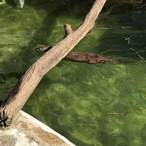 Otter swimming