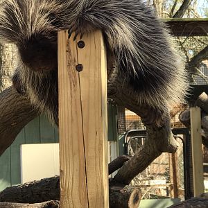 North American Porcupine