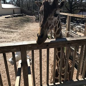 Gerald the giraffe from the feeding deck