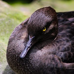 Mystery Duck at the Maryland Zoo